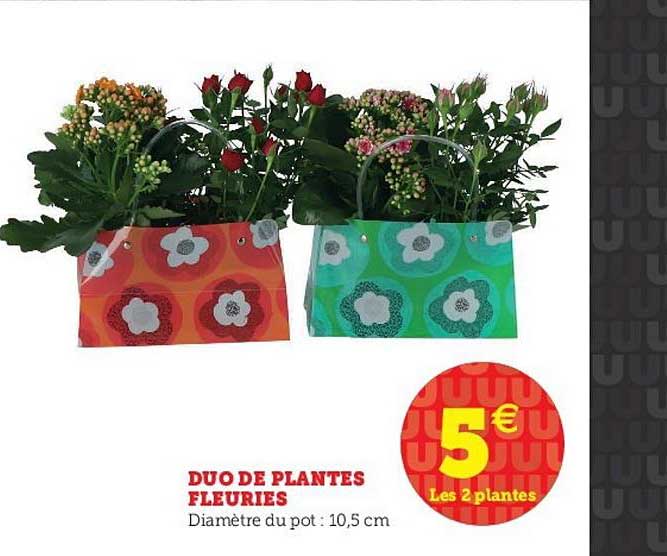 duo de plantes fleuries
