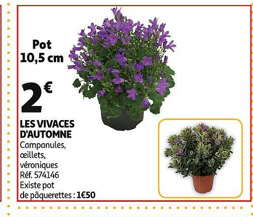 les vivaces d'automne