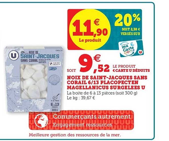 noix de saint jacques sans corail 6 13 placopecten magellanicus surgelées u