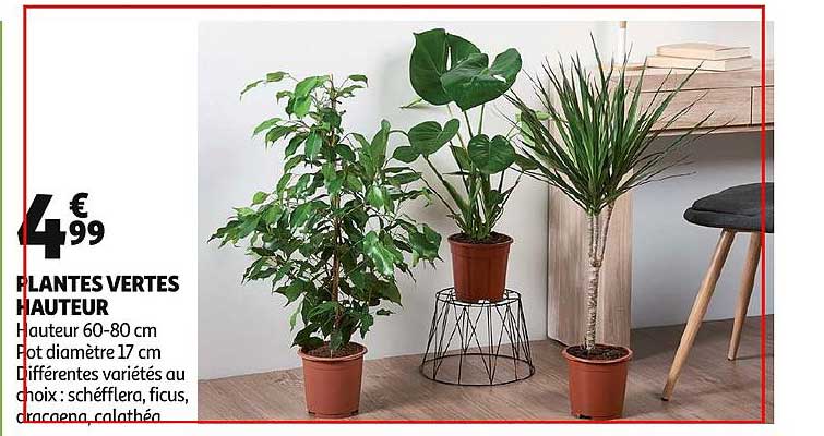 plantes vertes hauteurs