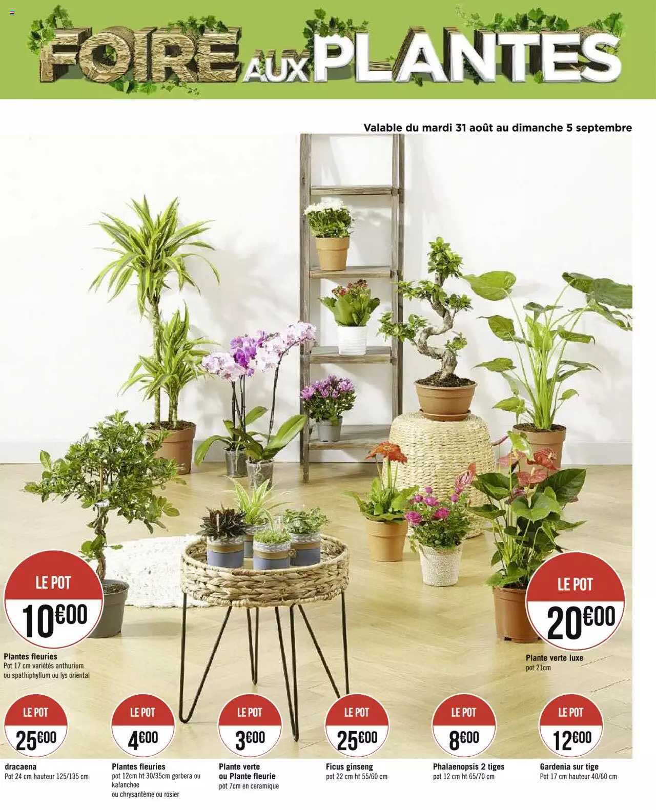 plantes fleuries, dracaena, plante verte, ficus ginseng, phalaenopsis 2 tiges, gardenia sur tige, plante verte luxe