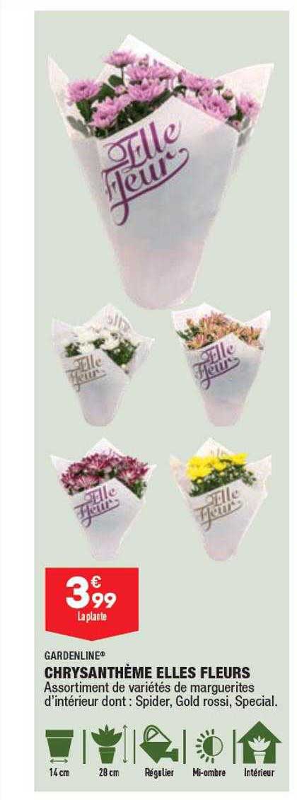 chrysanthème elles fleurs gardenline