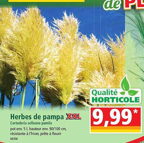herbes de pampa XXL