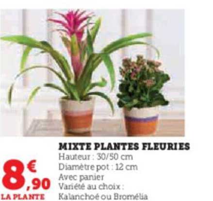mixte plantes fleuries