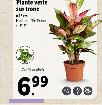 Plante Verde Sur Tronc