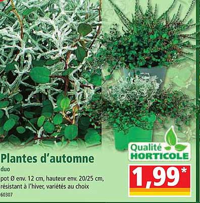 plantes d'automne