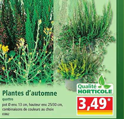 plantes d'automne