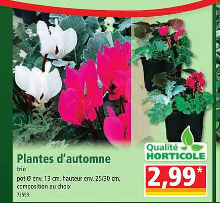 plantes d'automne