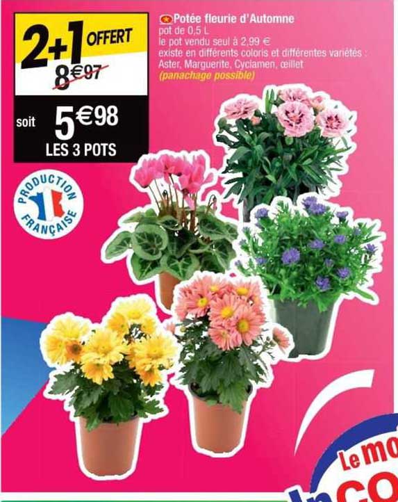 potée fleurie d'automne 2+1 offert