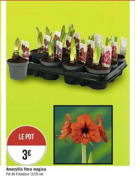 amaryllis flora magica