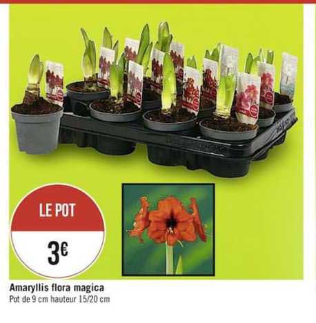 amaryllis flora magica