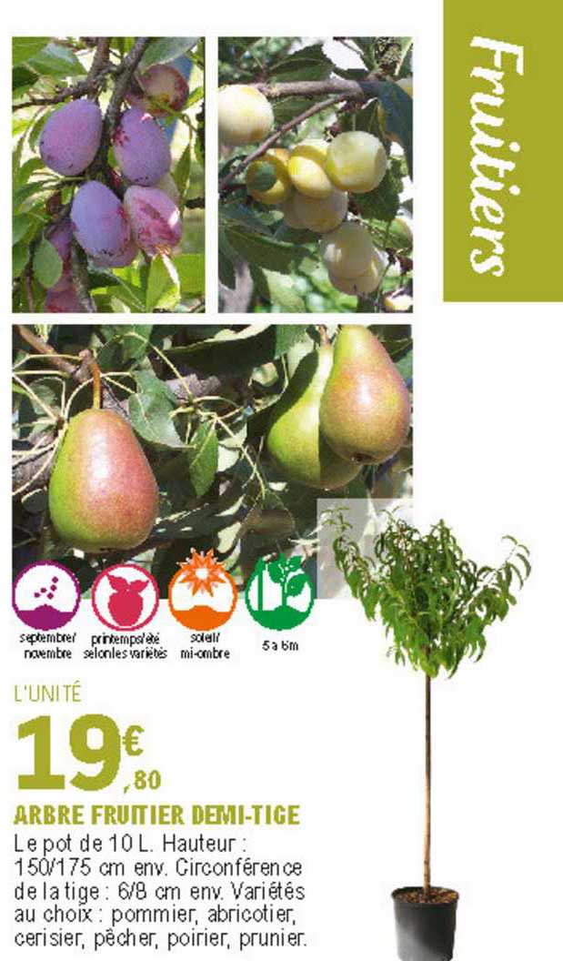 arbre fruitier demi tige