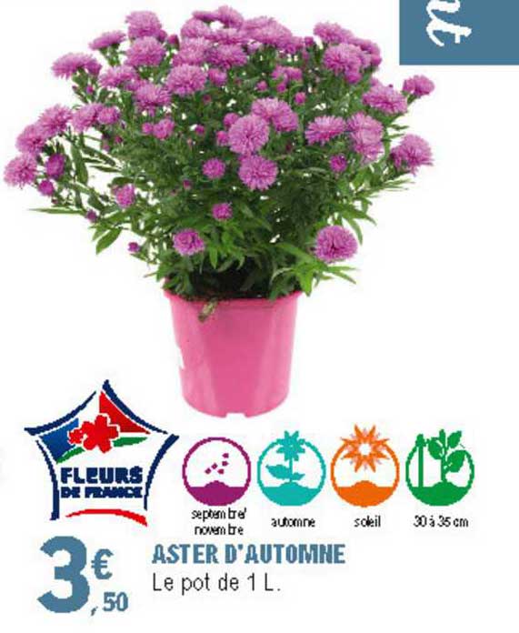 aster d'automne