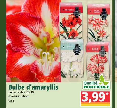 bulbe d'amaryllis qualité horticole