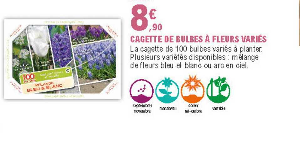 Cagette De Bulbes à Fleurs Variés