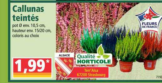 callunas teintés qualité horticole