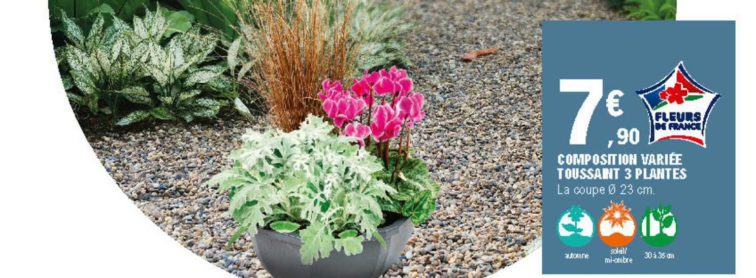 composition variée toussaint 3 plantes