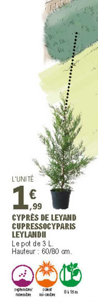 cyprès de leyand cupressocyparis leylandii