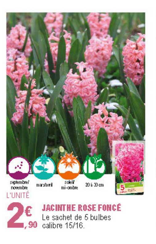 jacinthe rose foncé