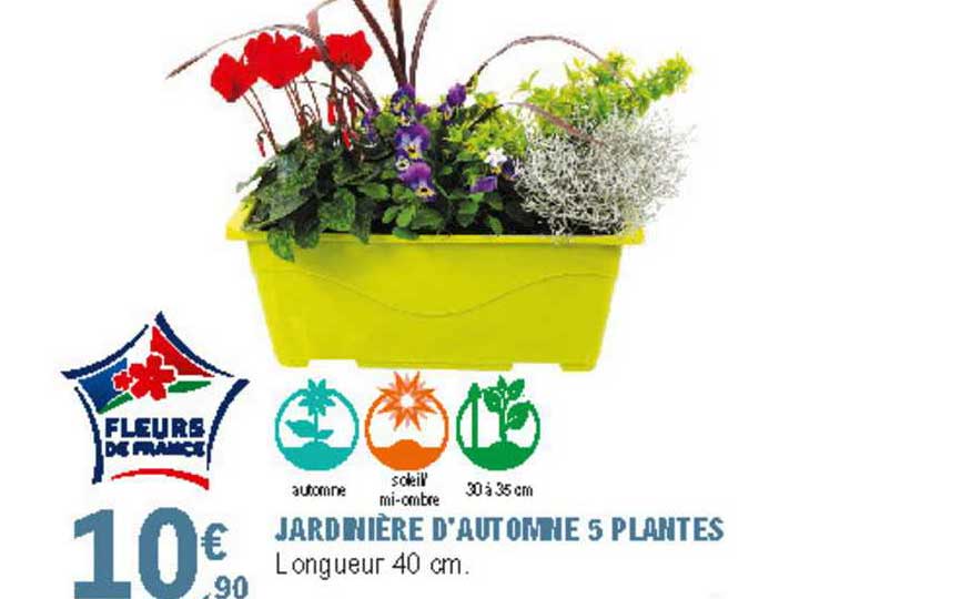 jardinière d'automne 5 plantes