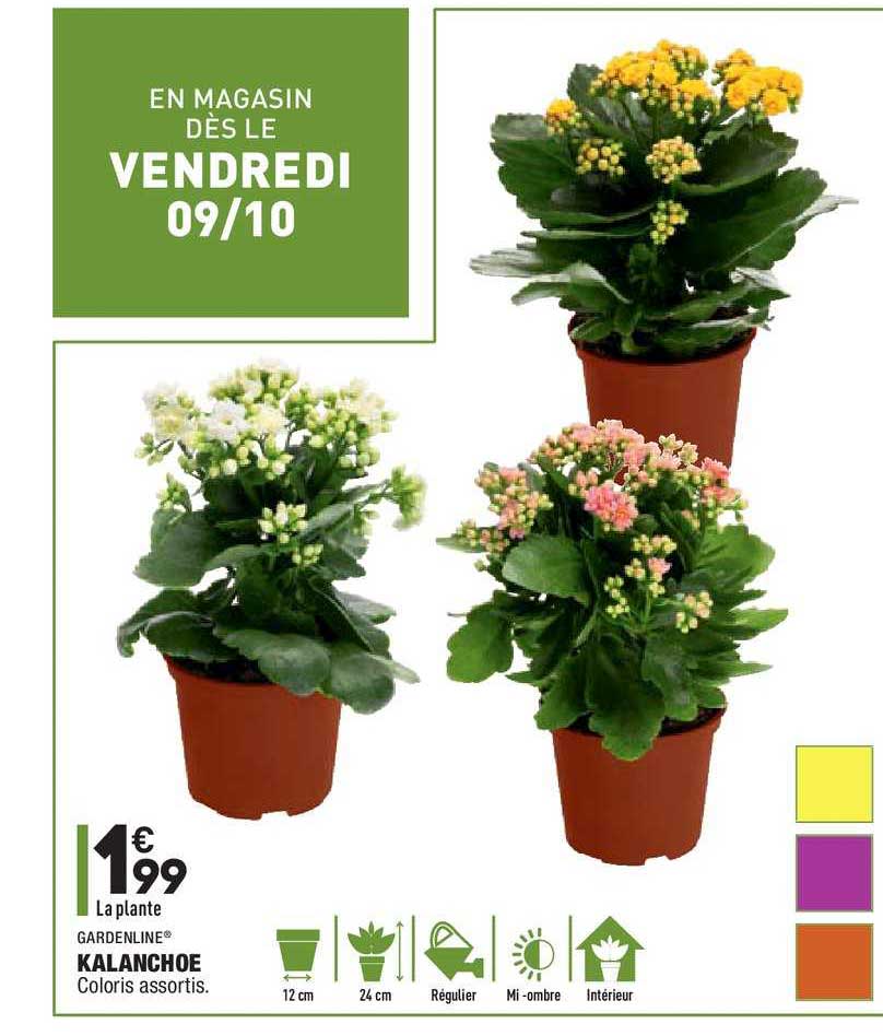 Kalanchoe Gardenline