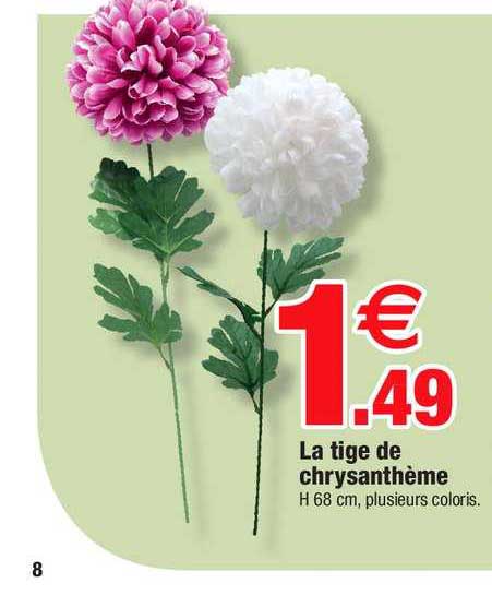 la tige de chrysanthème