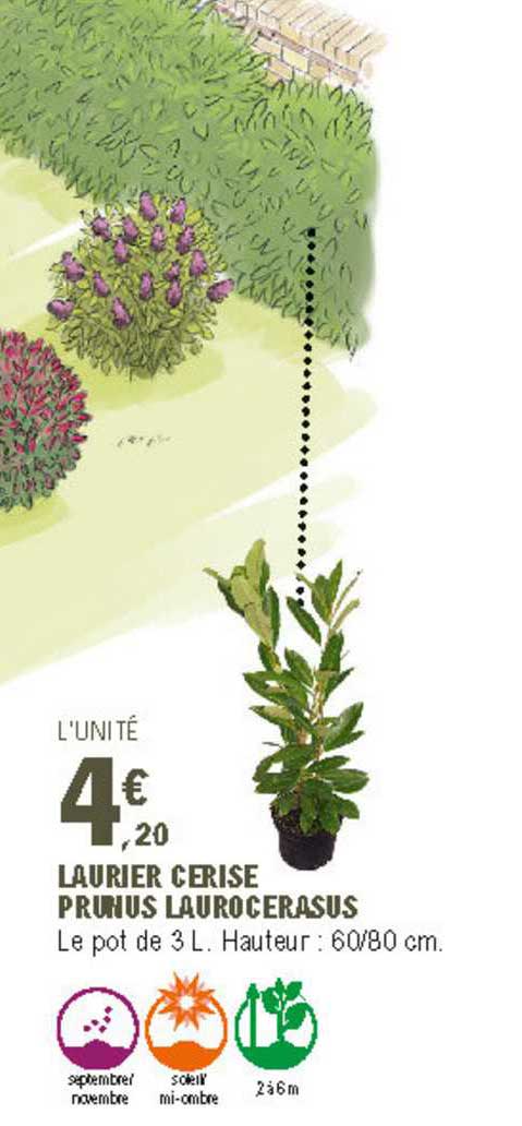 laurier cerise prunus laurocerasus
