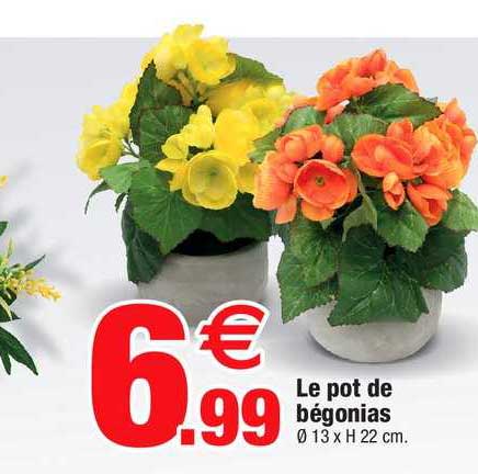le pot de bégonias