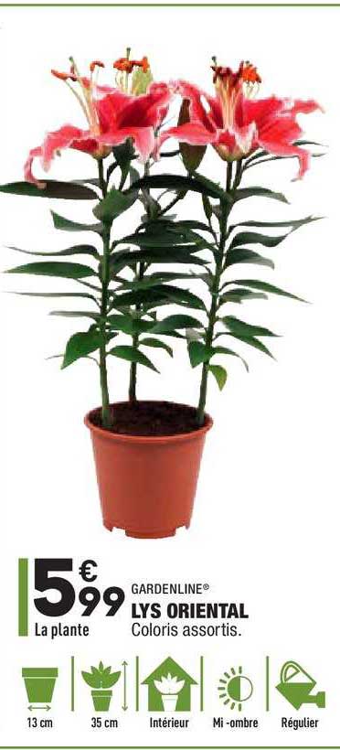 Lys Orienal Gardenline