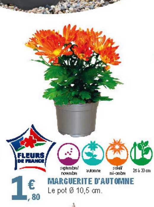 marguerite d'automne