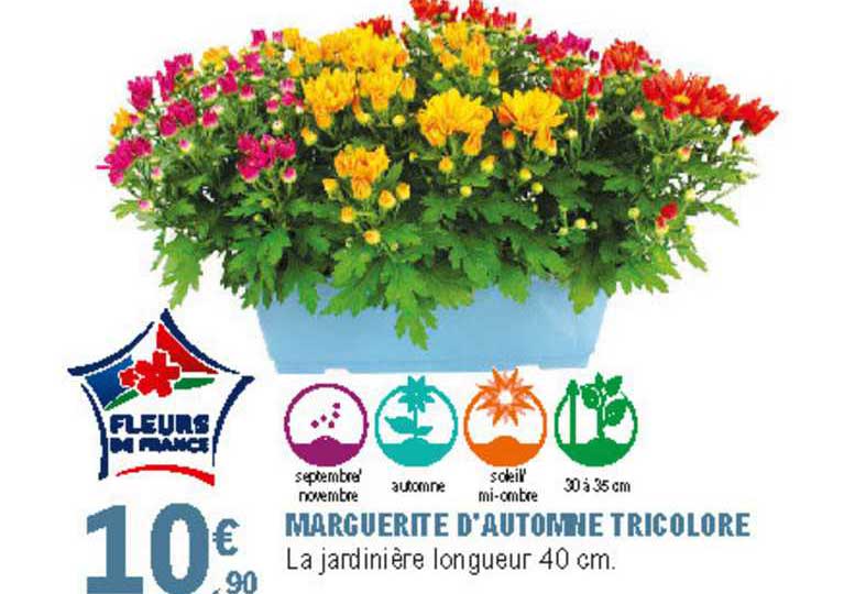 marguerite d'automne tricolore