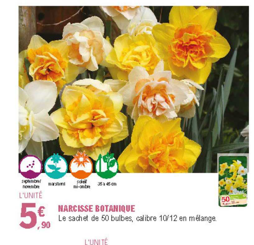 narcisse botanique