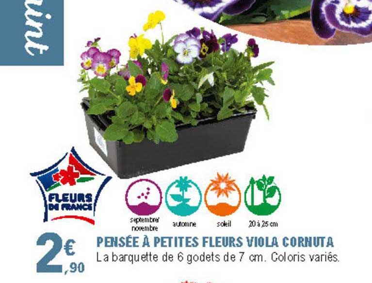 pensée à petites fleurs viola cornuta