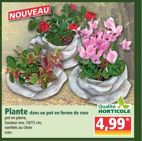 Plante Dans Un Pot En Forme De Rose Qualité Horticole