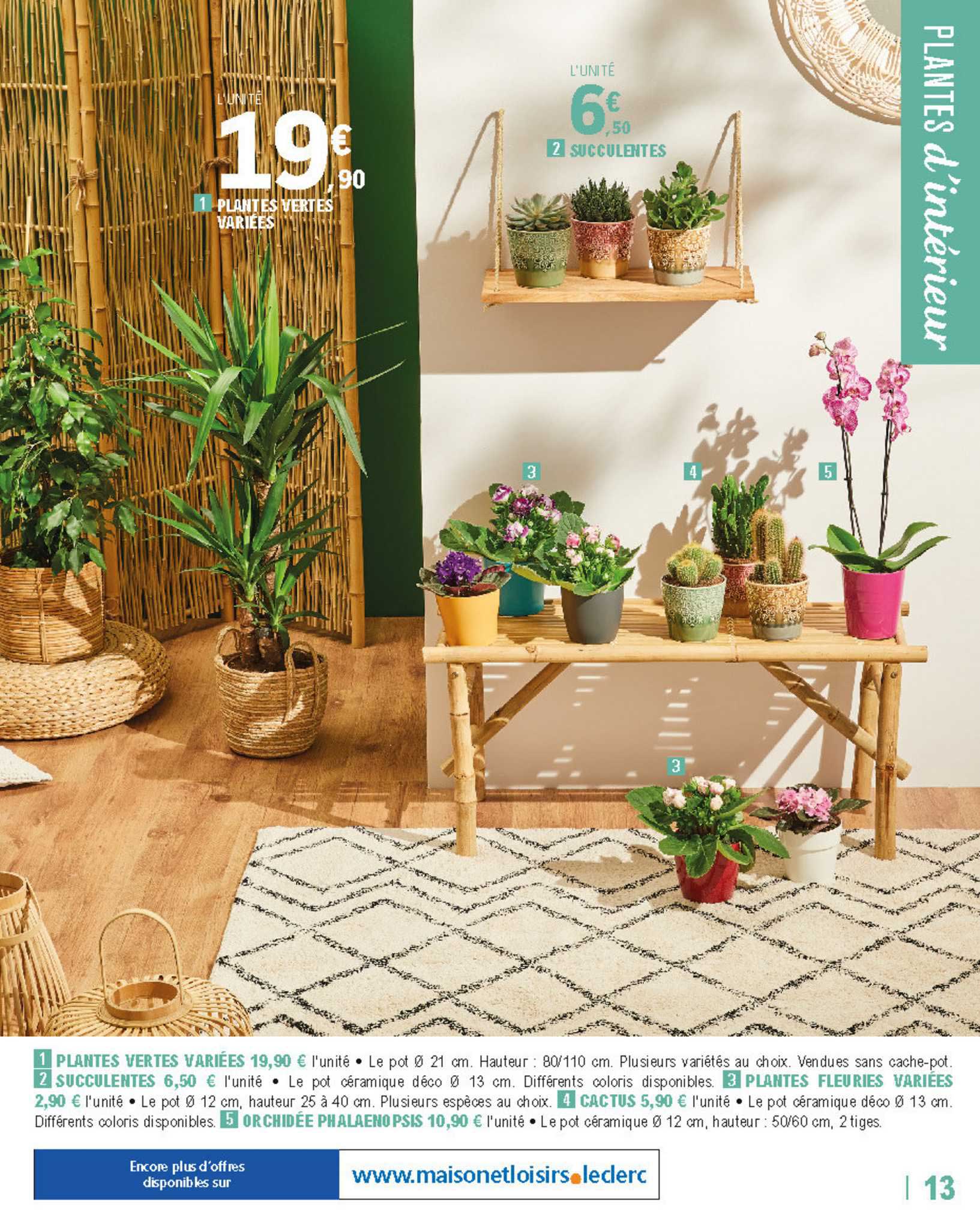 plantes vertes variées