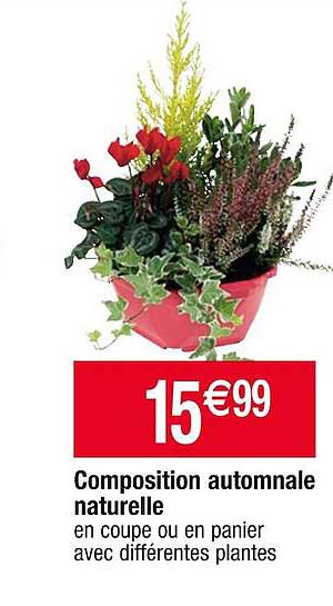 composition automnale naturelle
