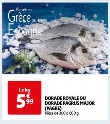 dorade royale ou dorade pagrus major (pagre)