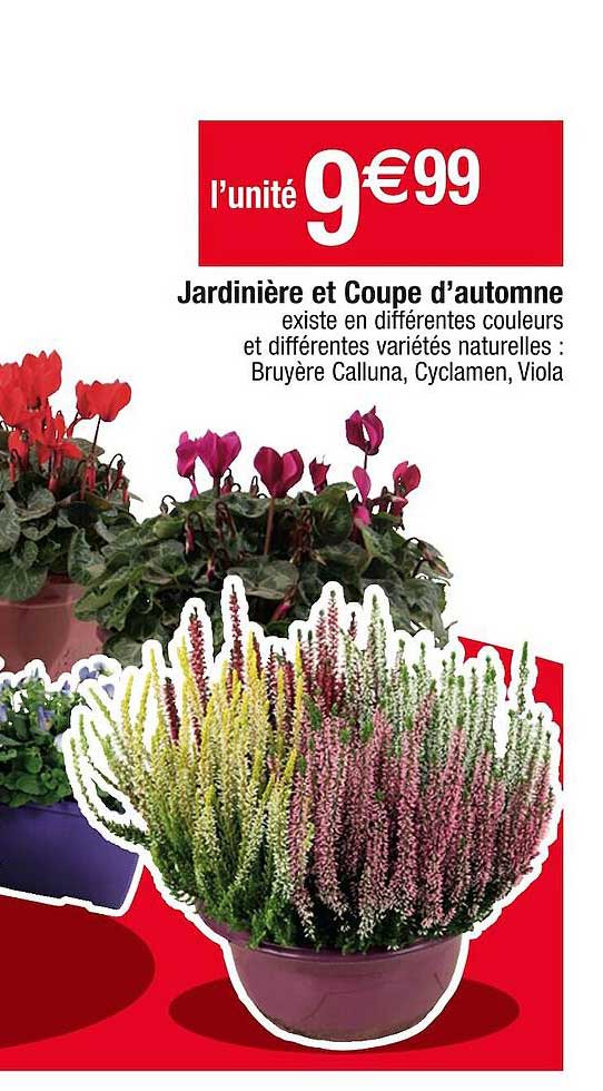 jardinière et coupe d'automne