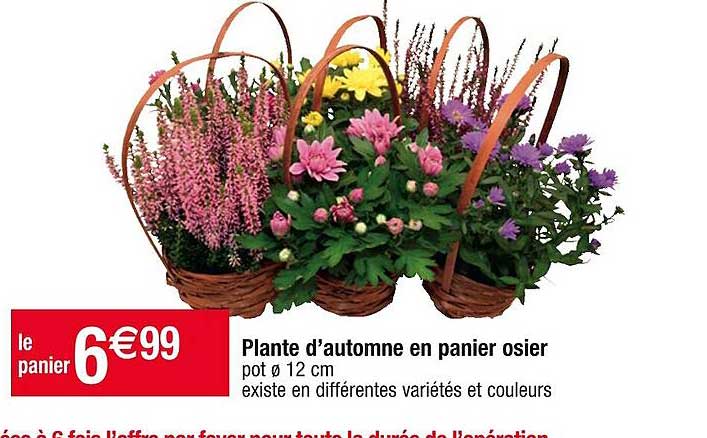plante d'automne en panier osier