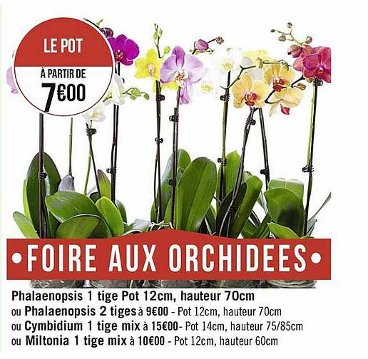 phalaenopsis 1 tige pot 12 cm, hauteur 70 cm,