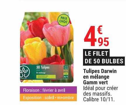 tulipes darwin en mélange gamm vert
