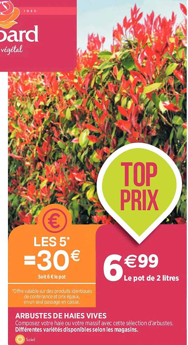 arbustes de haies vives