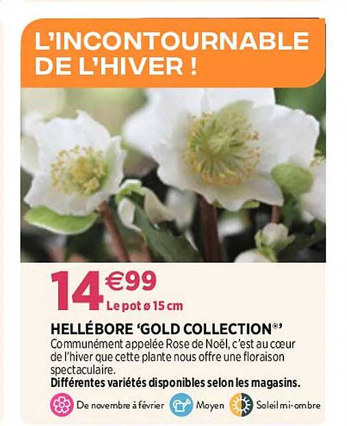 hellébore 'gold collection'