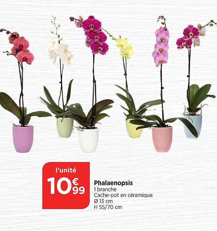 Phalaenopsis