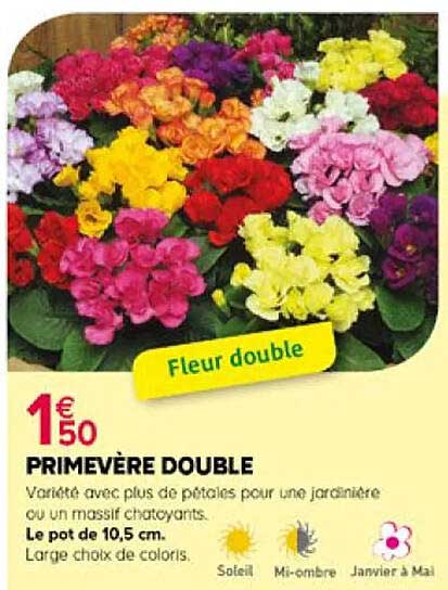 Primevère Double