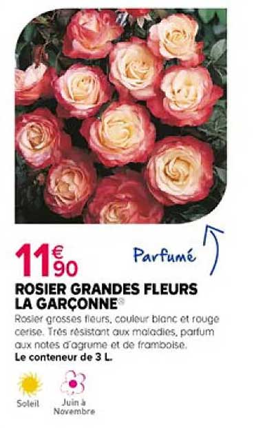rosier grandes fleurs la garçonne