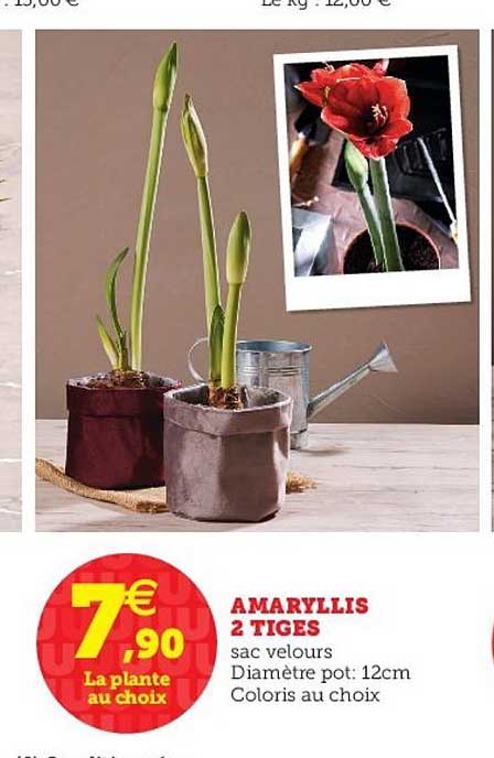 amaryllis 2 tiges