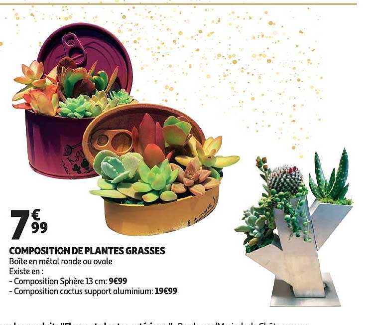 composition de plantes grasses