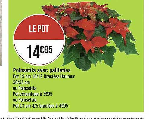 poinsettia avec paillettes