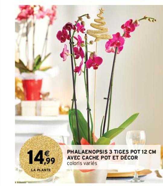 Phalaenopsis 3 Tiges Pot 12 Cm Avec Cache Pot Et Décor